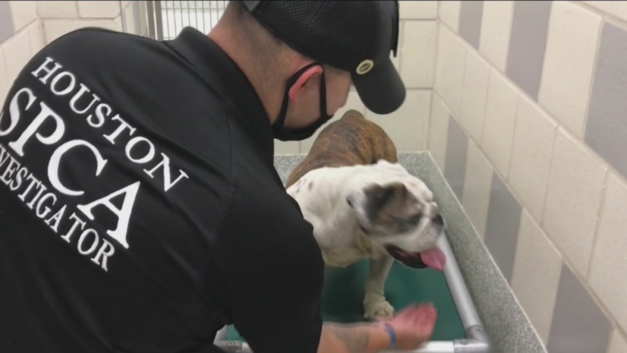 Houston SPCA rescues animals from Lake Charles after Hurricane Laura