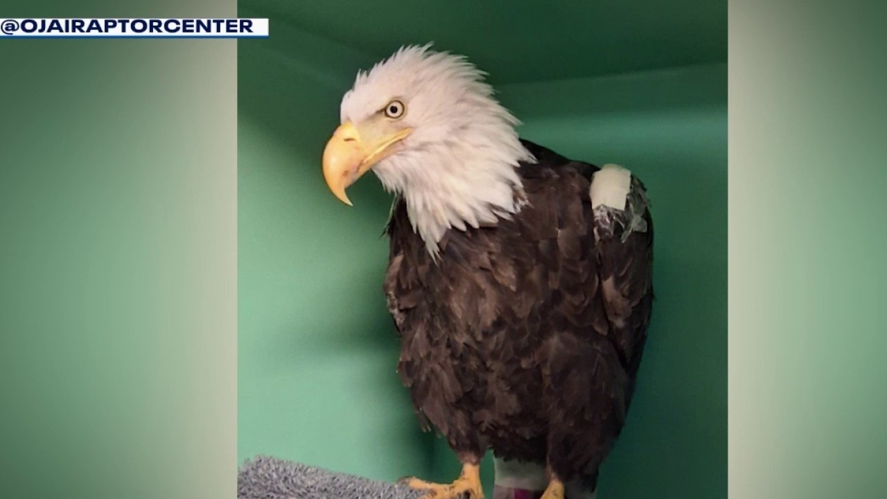 Big Bear community remembers Jackie, the bald eagle