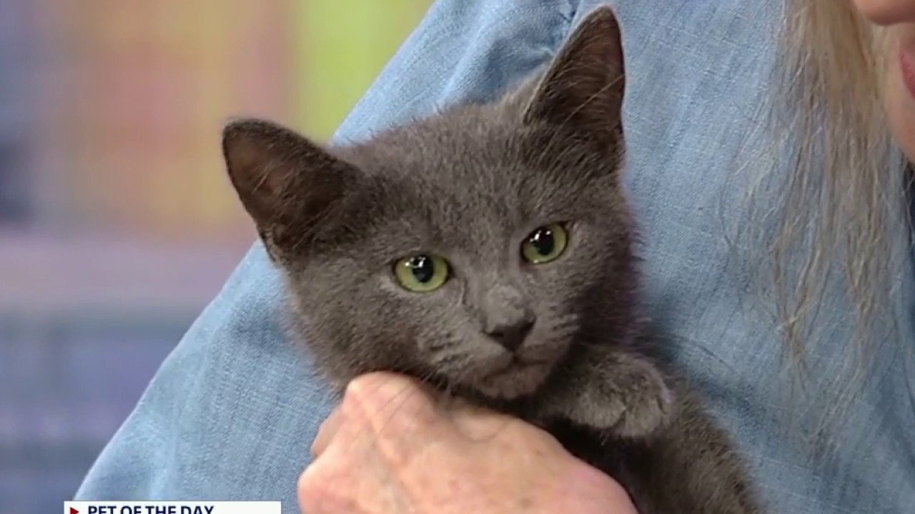 Pet of the Day: Lillian