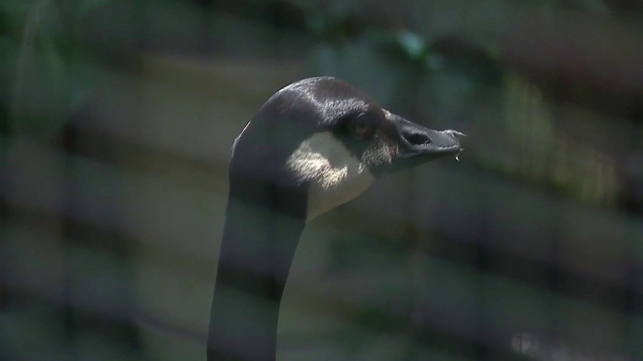 Wildfire smoke in Wisconsin, impact on wildlife and pets