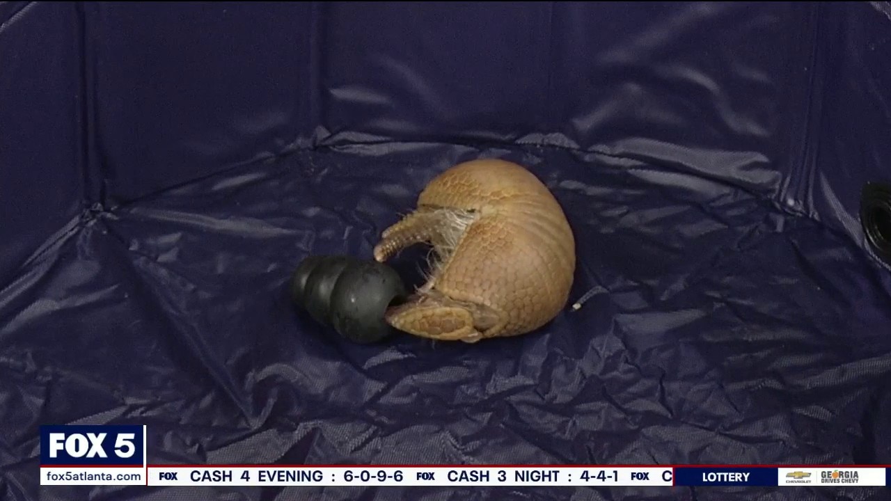 Zoo Atlanta brings in an armadillo pup
