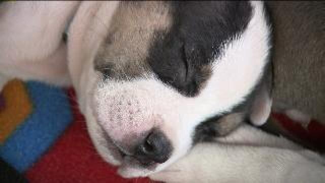 A dozen dogs taken from illegal breeding operation