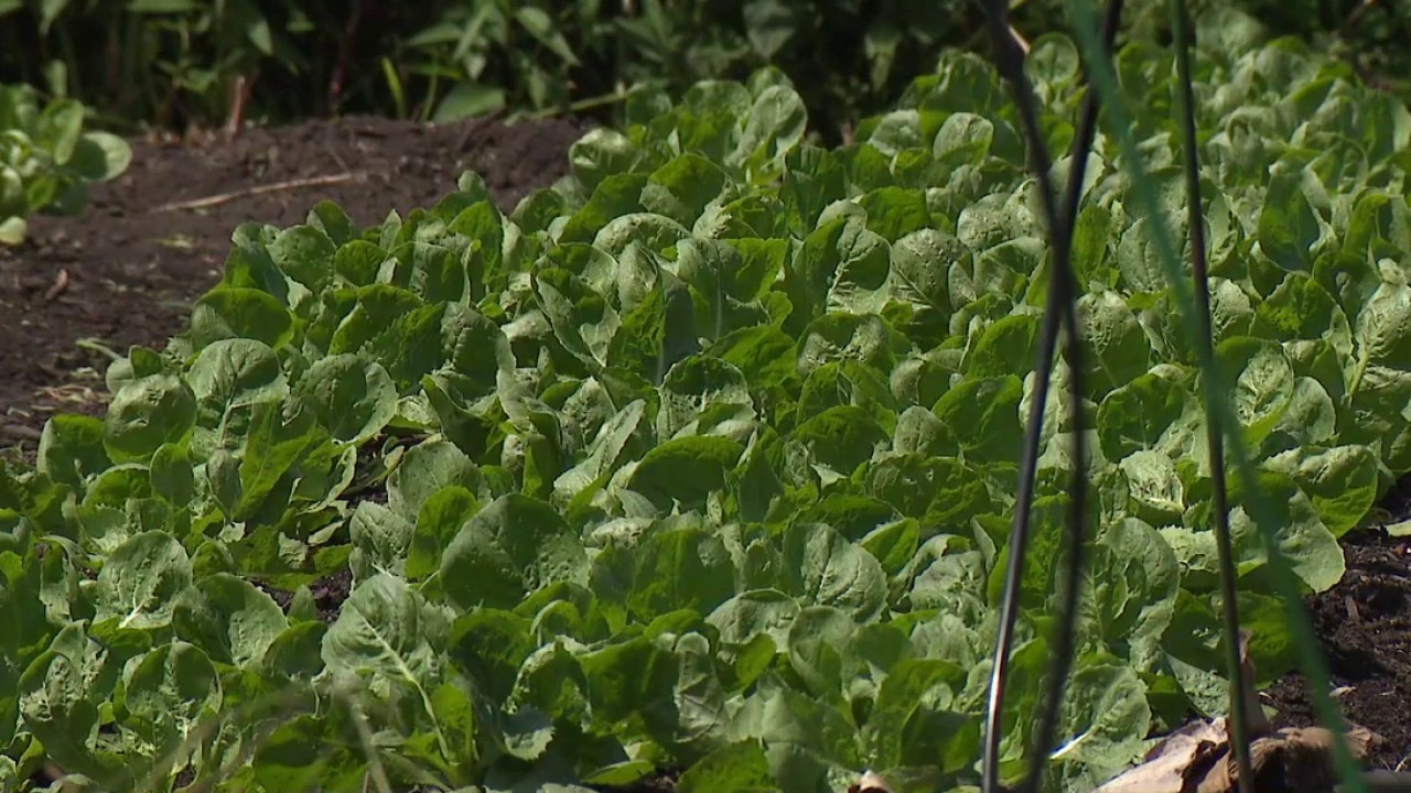 Metro Detroit shoppers turn to local growers amid cyclospora outbreak