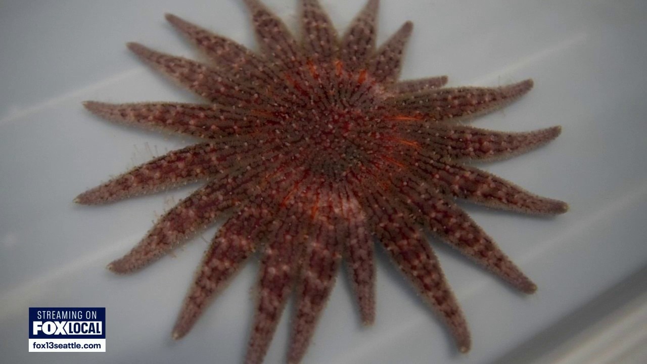 Can Washington bring back the sunflower sea star?