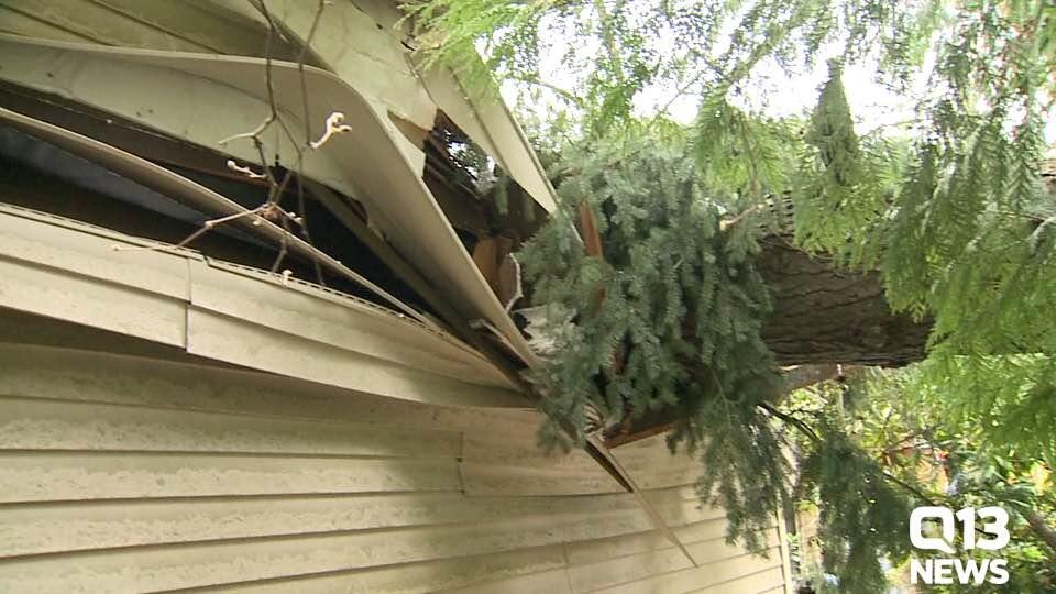 High winds topple tree into Bellevue home