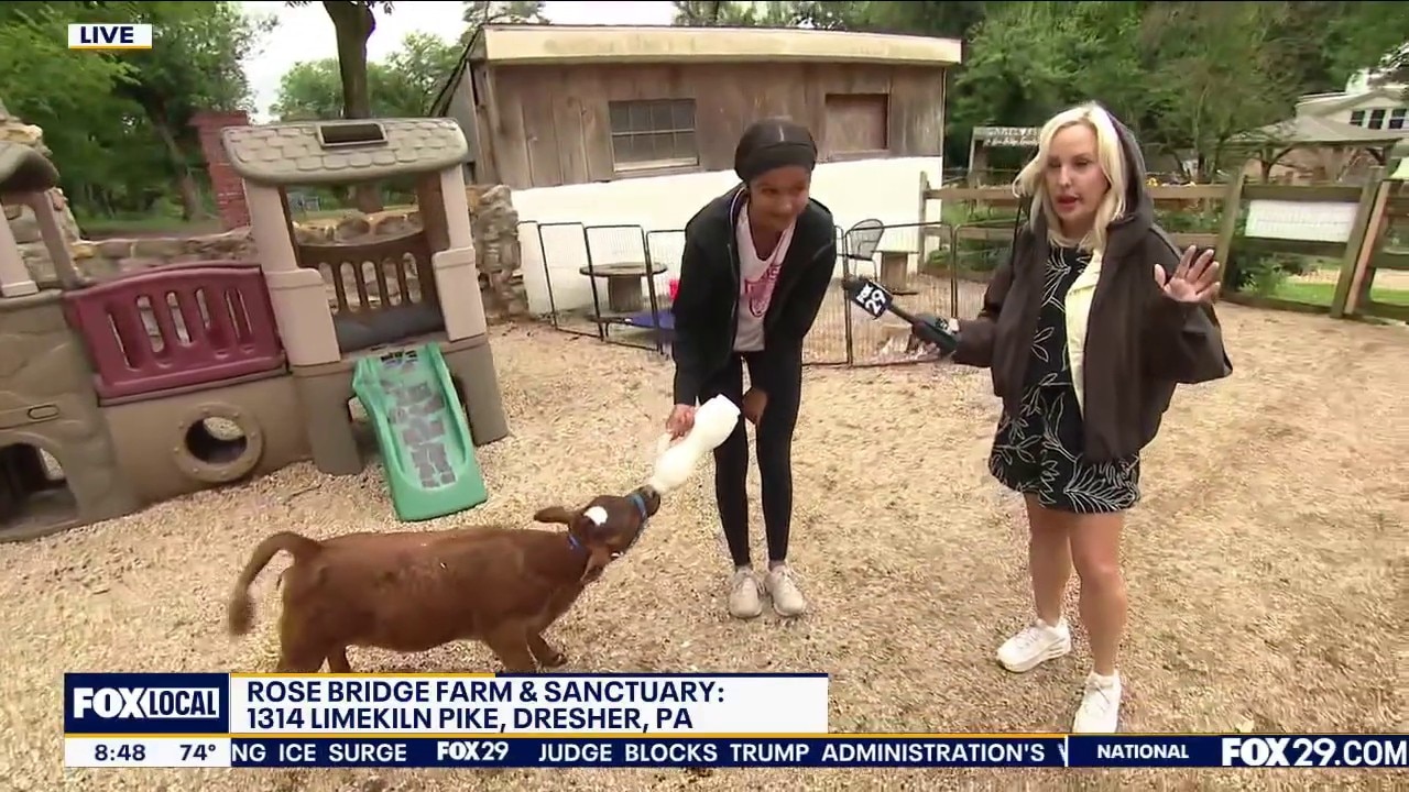 Dresher Farm and Sanctuary Cares For Farm Animals in Need
