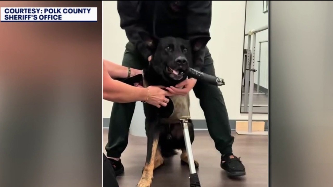 K9 Ace gets prosthetic leg after being shot