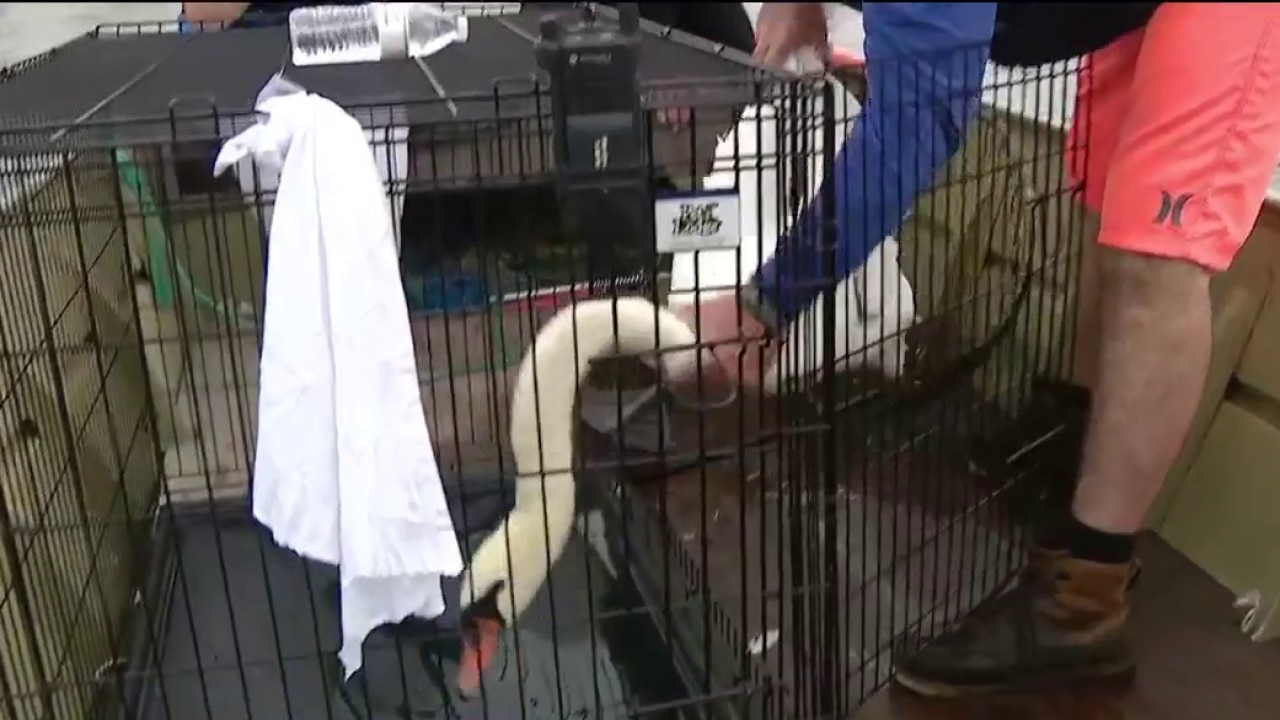 Annual Swan Roundup