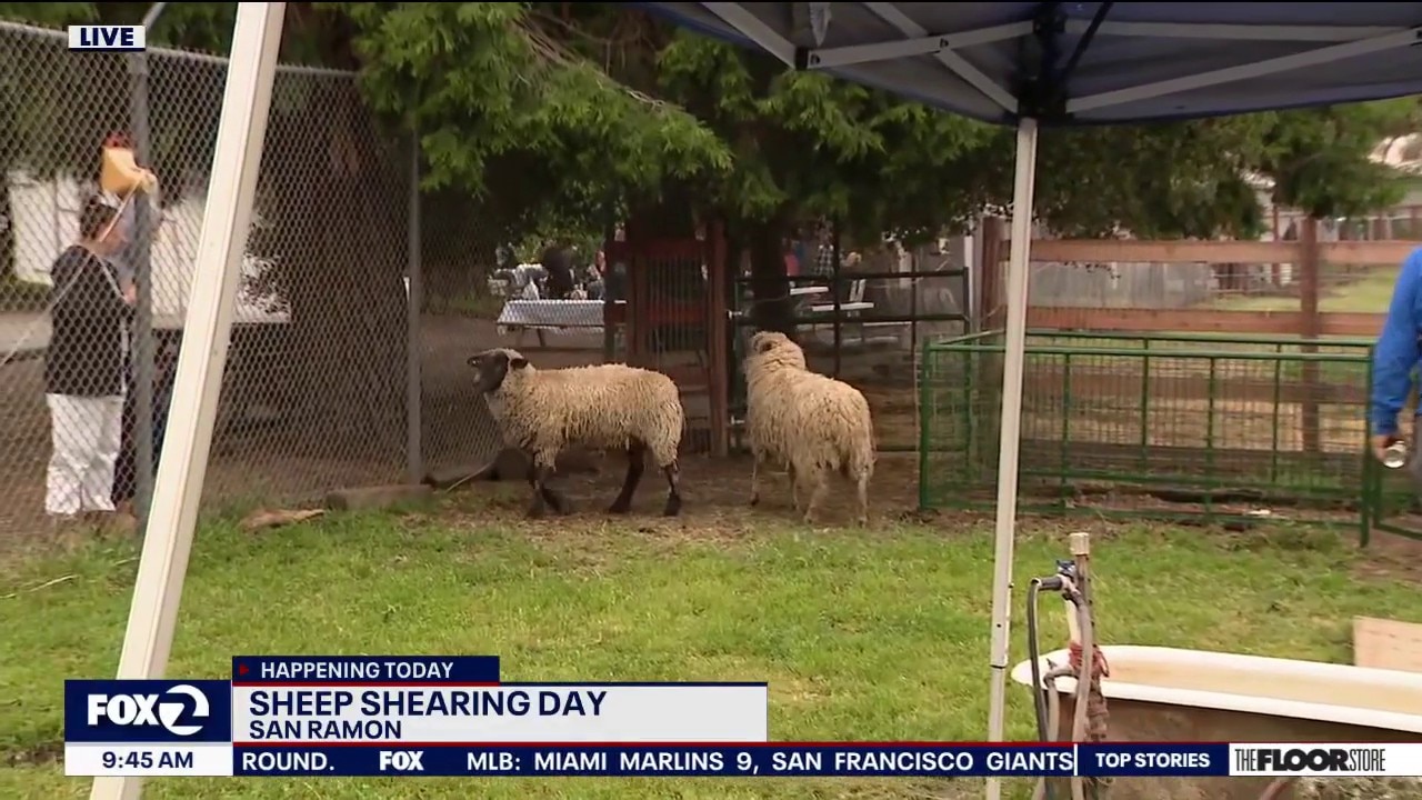 Sheep Shearing festival in San Ramon