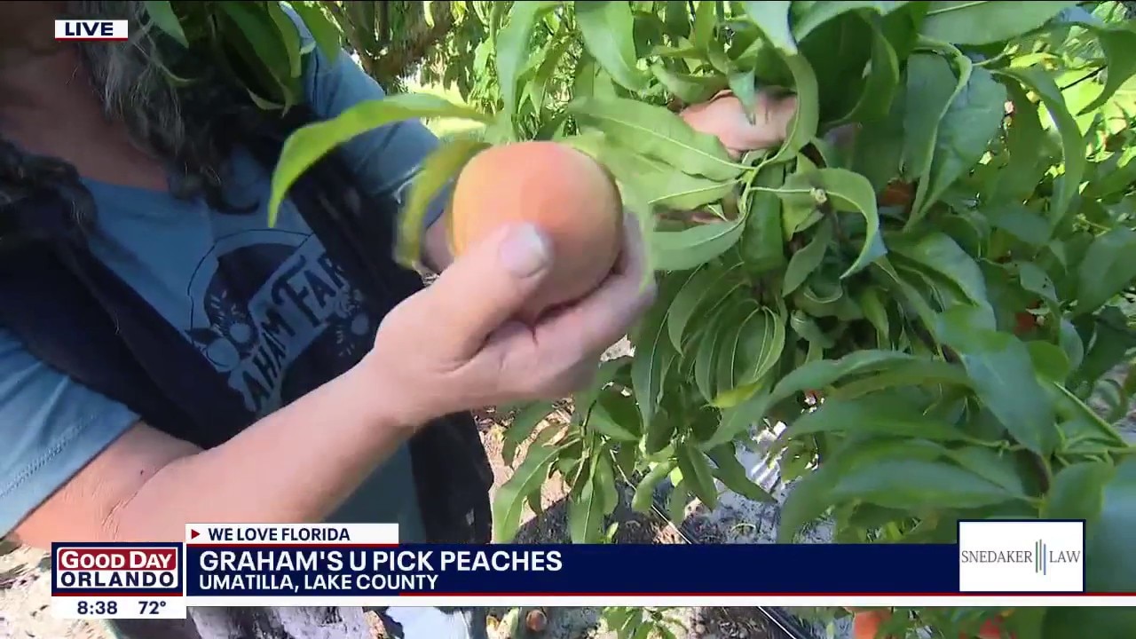Peach season: Graham's U Pick Peaches
