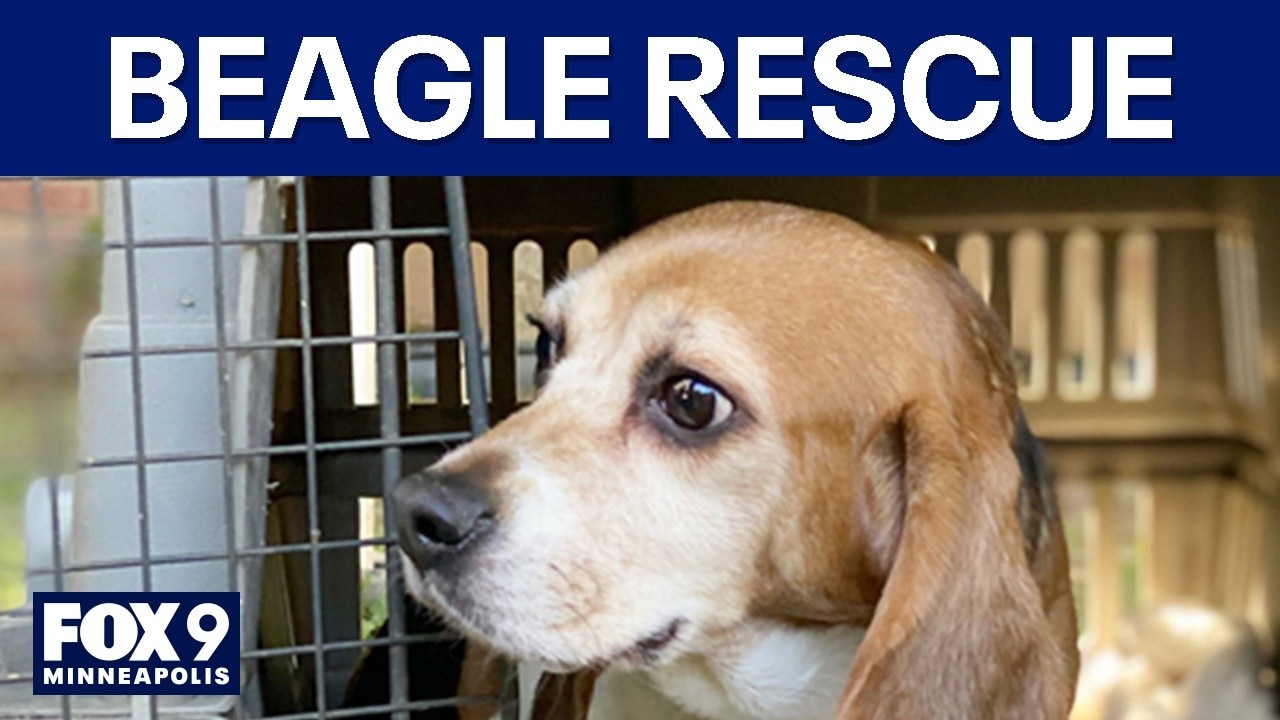 Over 1,000 beagles rescued from Wisconsin farm
