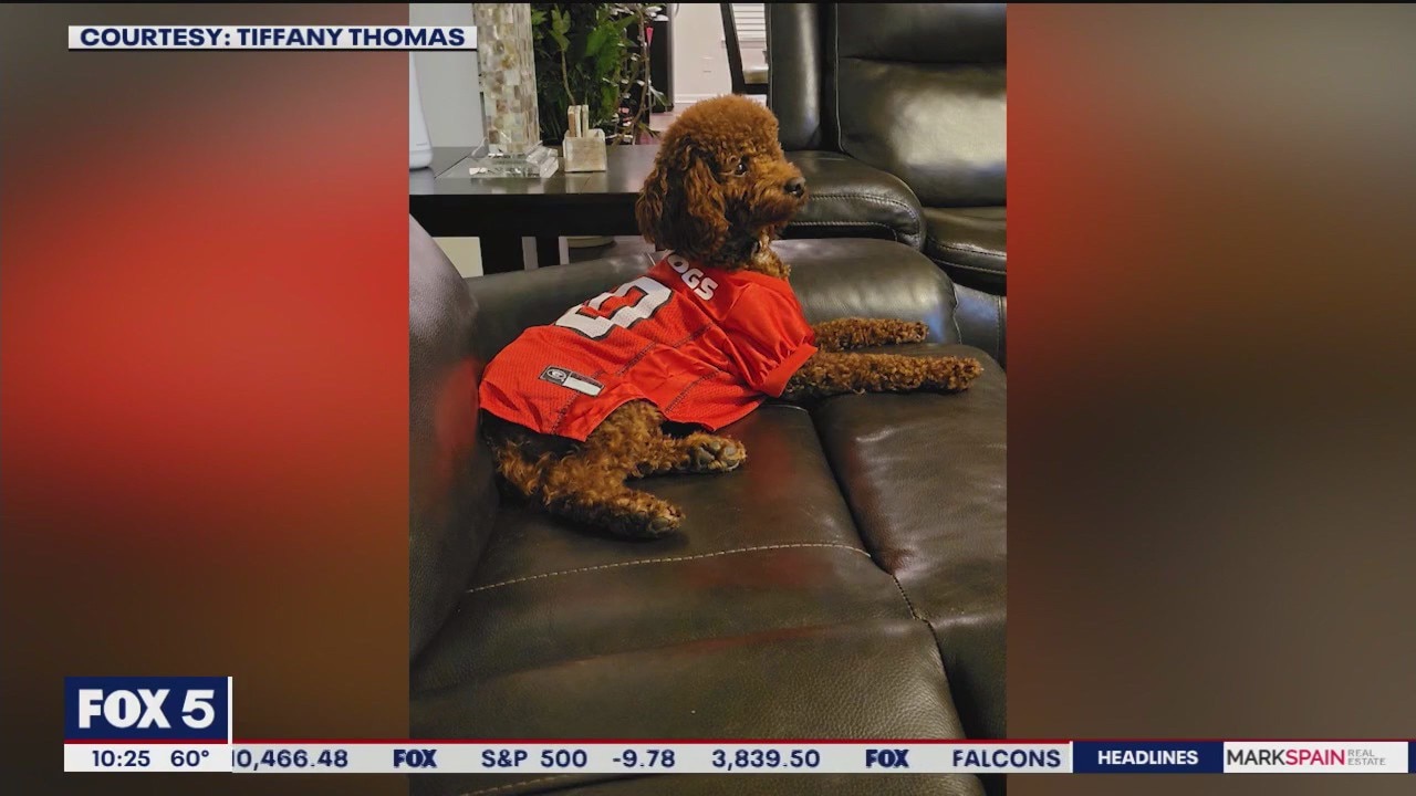 Dogs celebrate their UGA spirit