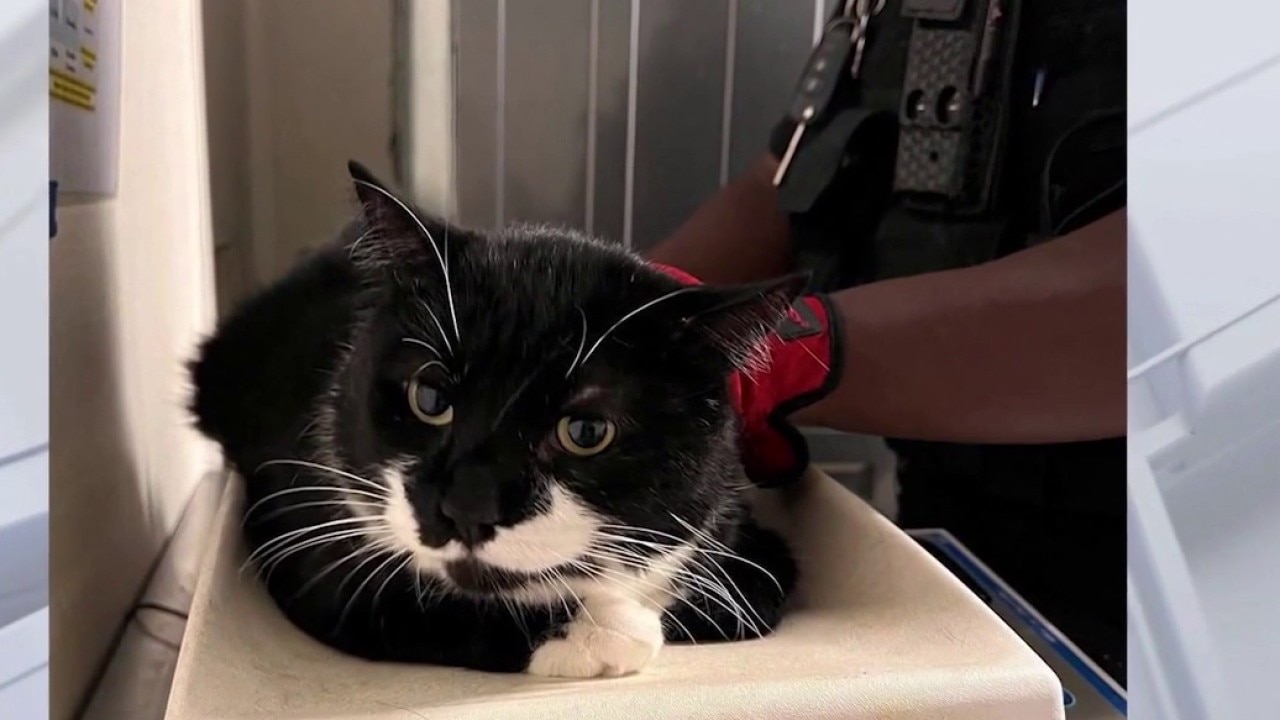 Hundreds of cats seized from animal rescue