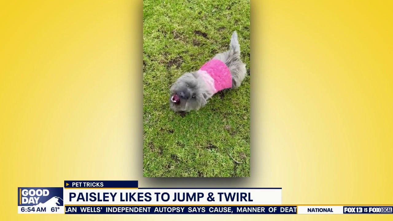 Pet Tricks for Thursday, July 23