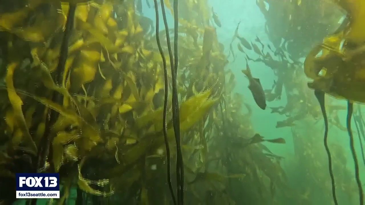 Warm waters threaten Puget Sound's disappearing bull kelp