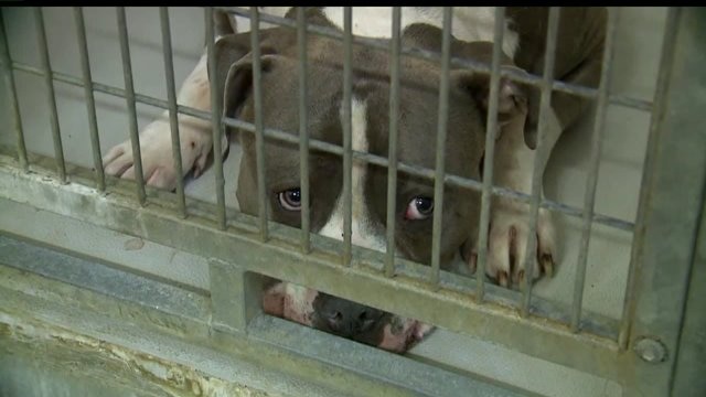 Family dog bites, severely injures 4-year-old Lacey boy