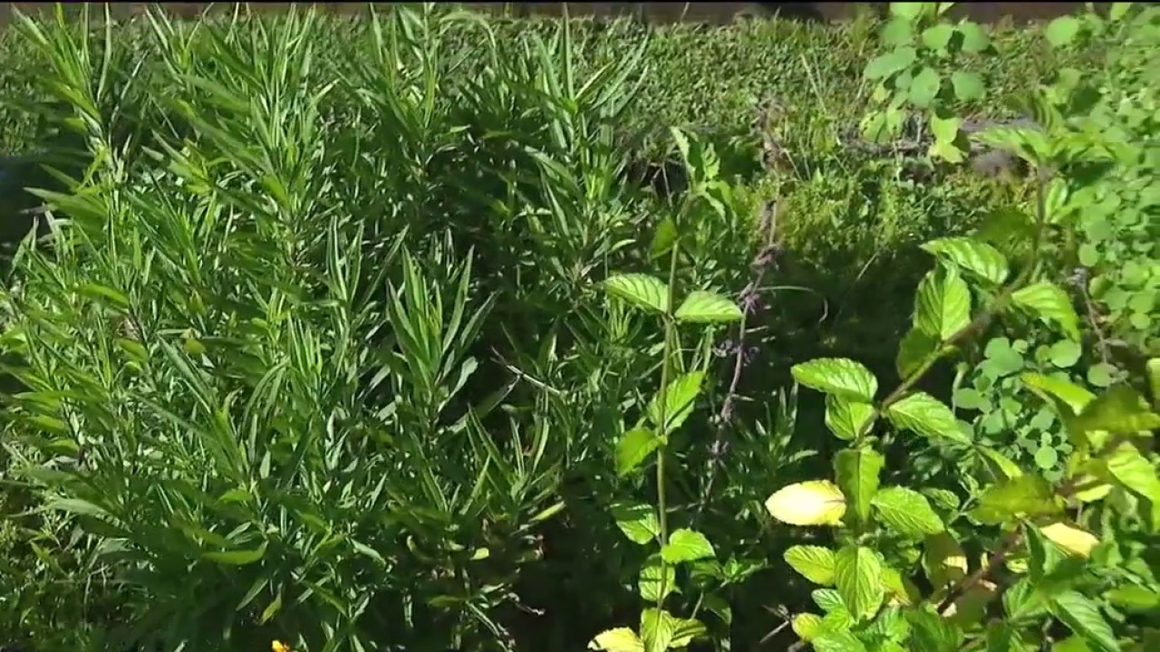 Summertime herb plants
