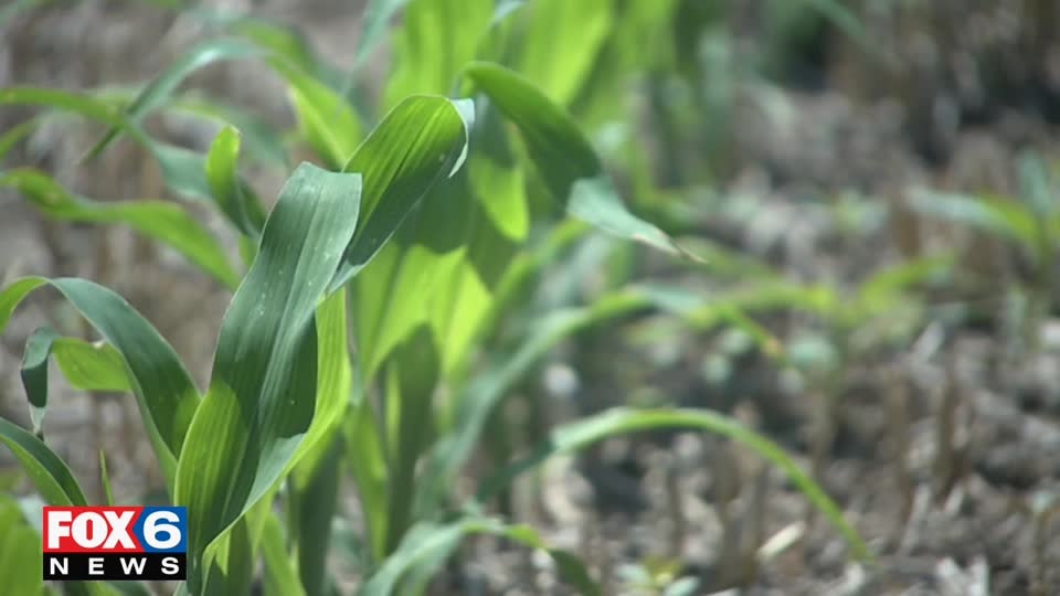 Knee high by 4th of july