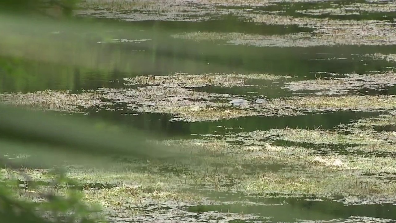Toxic blue-green algae found in Austin waterways