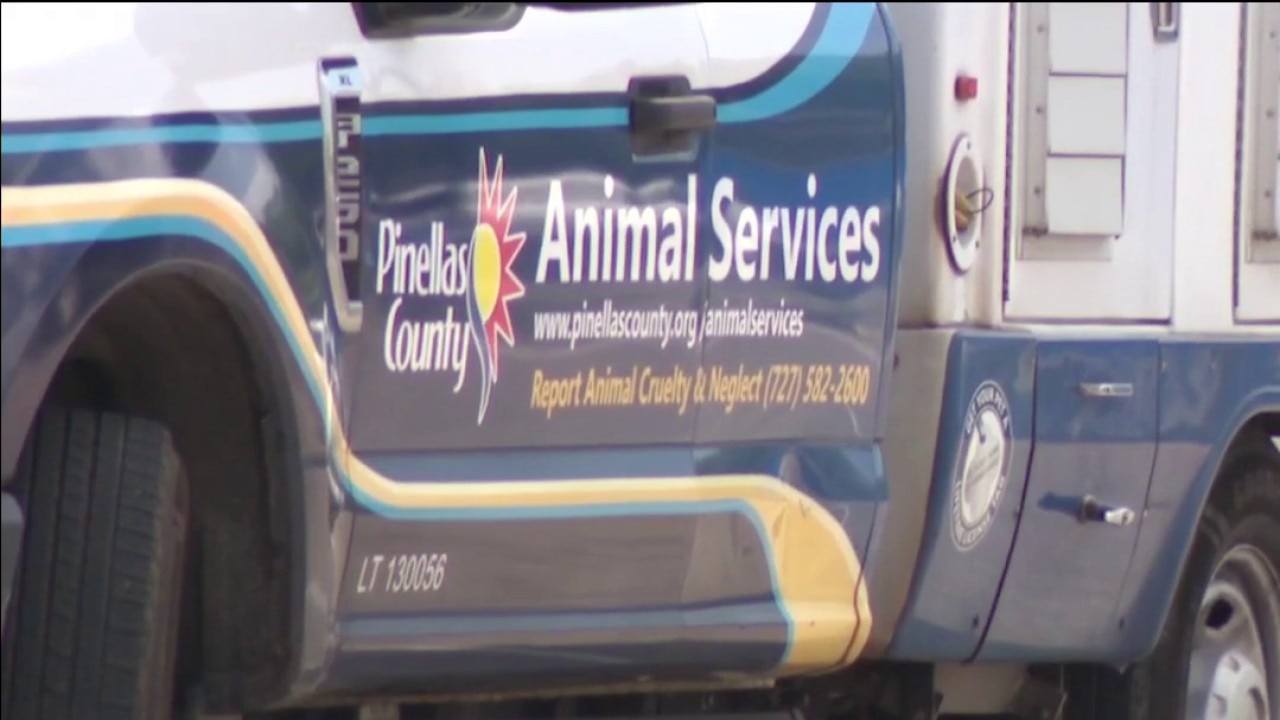 Dog fight in Palm Harbor Walmart leaves 5 injured