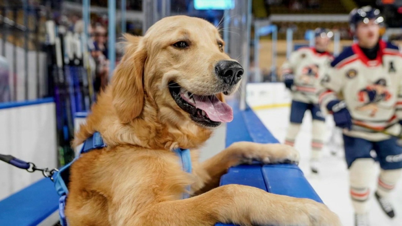 Milwaukee Admirals’ team dog 'Miller' boosts playoff morale