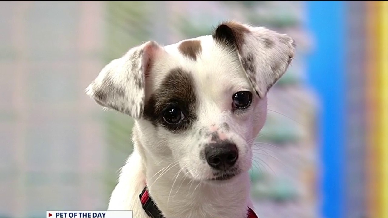 Pet of the day: Oakley