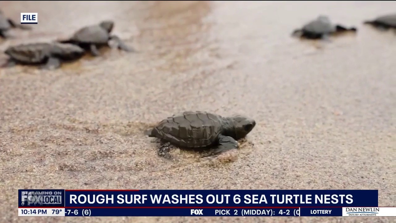 Rough surf destroys sea turtle nests in New Smyrna Beach