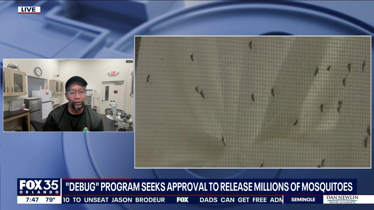 'Debug' program seeks approval to release millions of 'good' mosquitoes