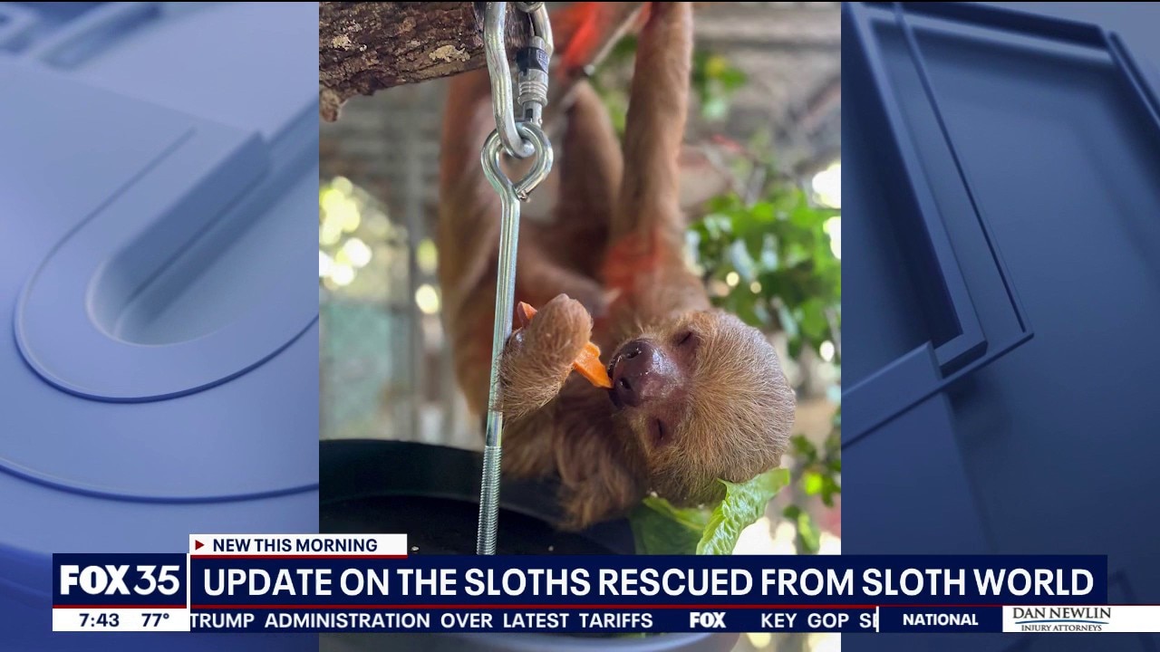 Central Florida Zoo shares update on sloths rescued from Sloth World