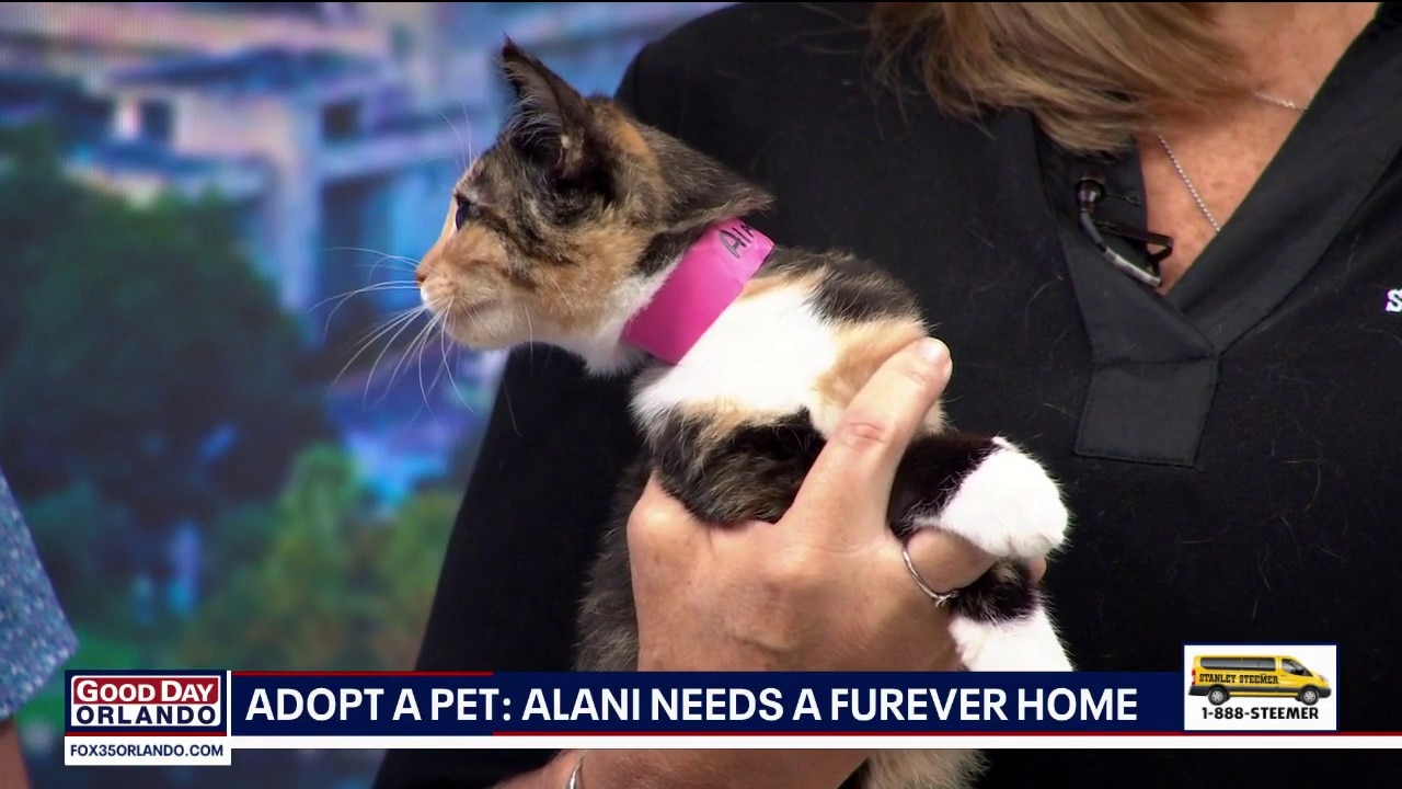 Adopt-A-Pet: Meet Alani
