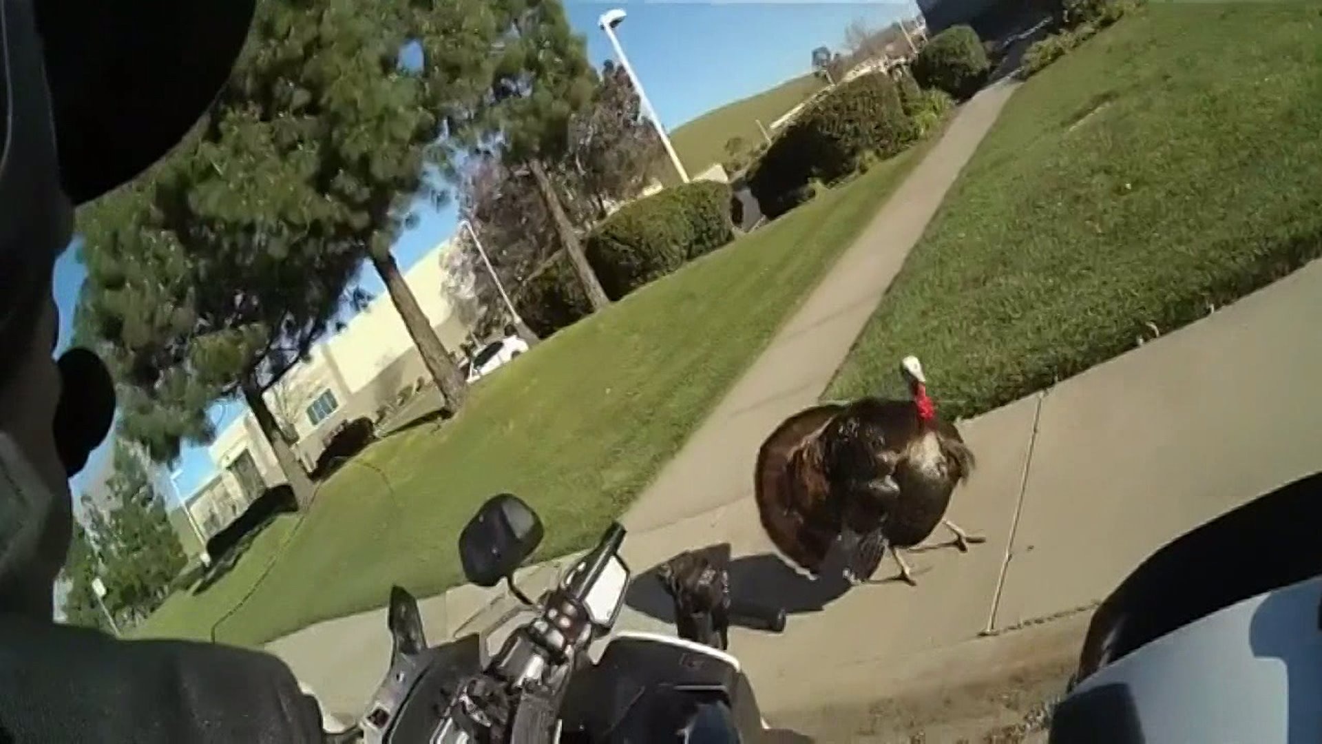 Turkey helps driver out of ticket