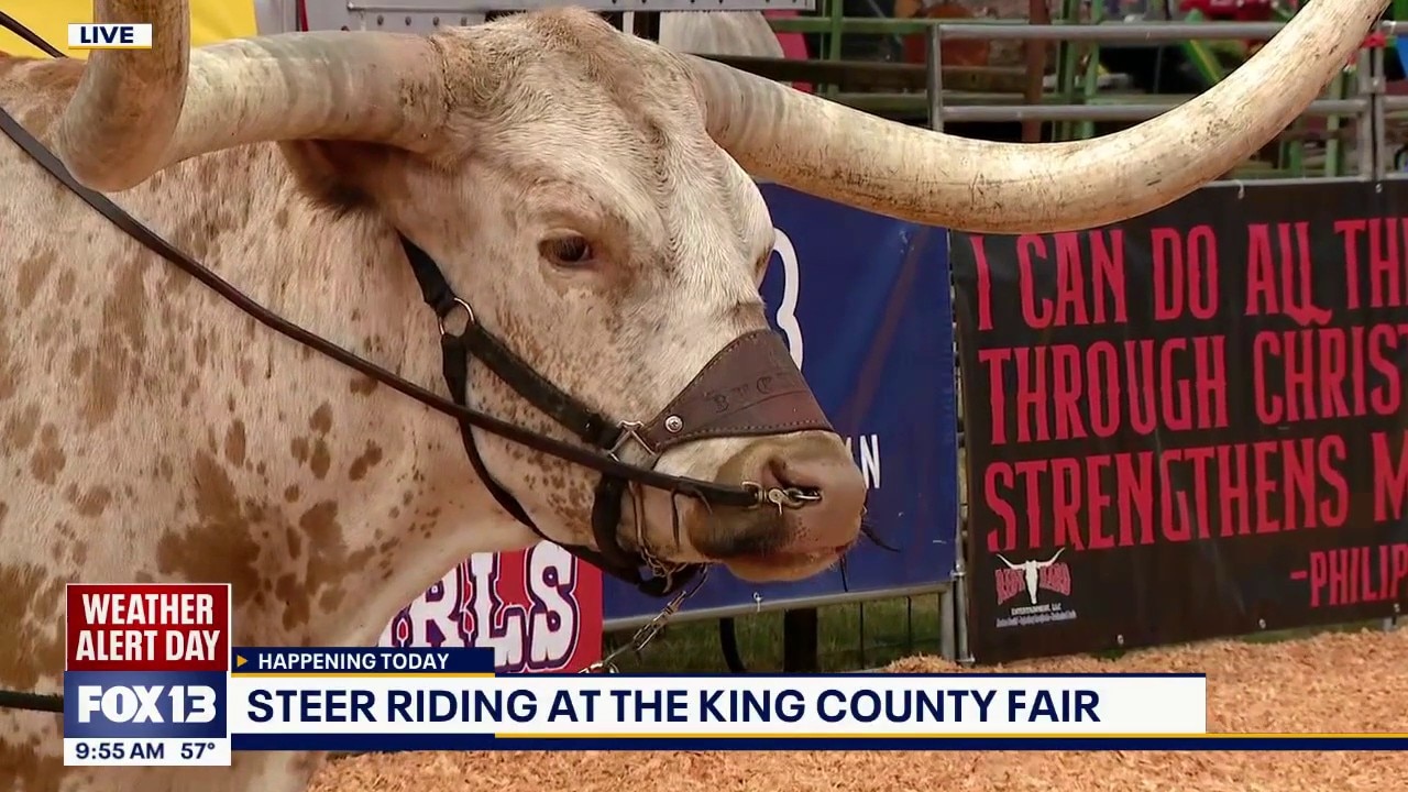 Steer riding at the King County Fair 