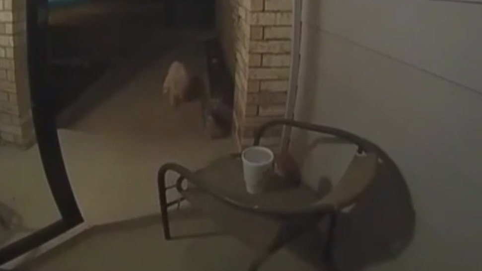 Neighbor's dog steals DoorDash order