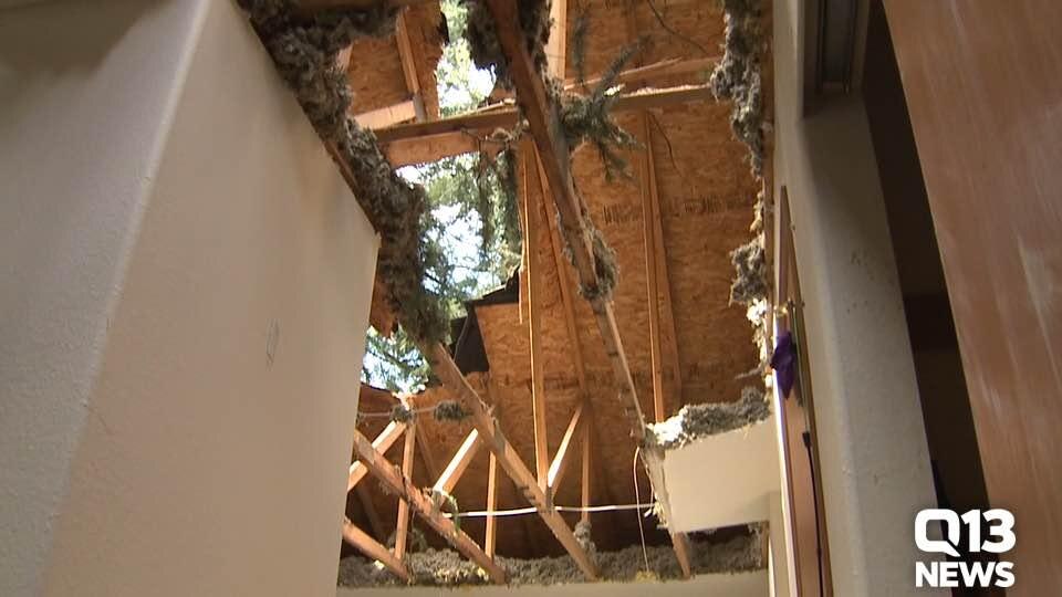 Lacey microburst weather damage