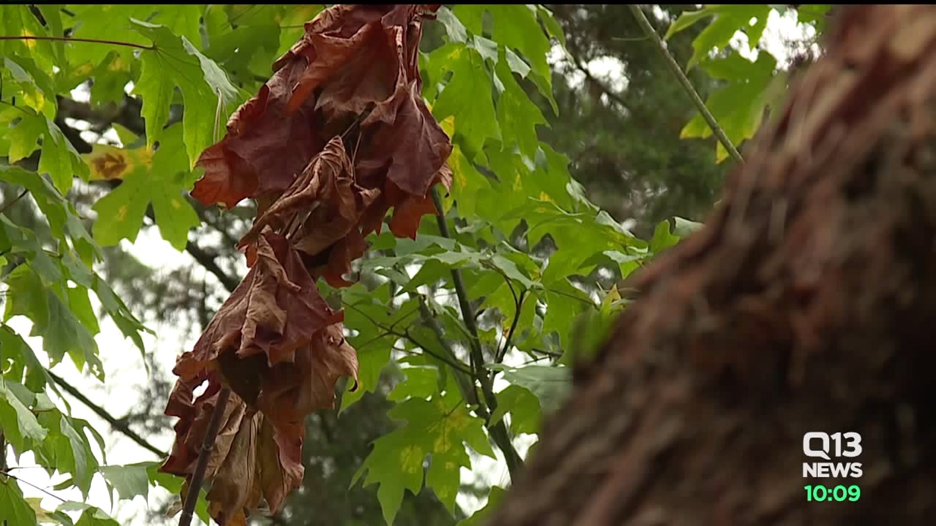 Threat of falling trees during windstorm