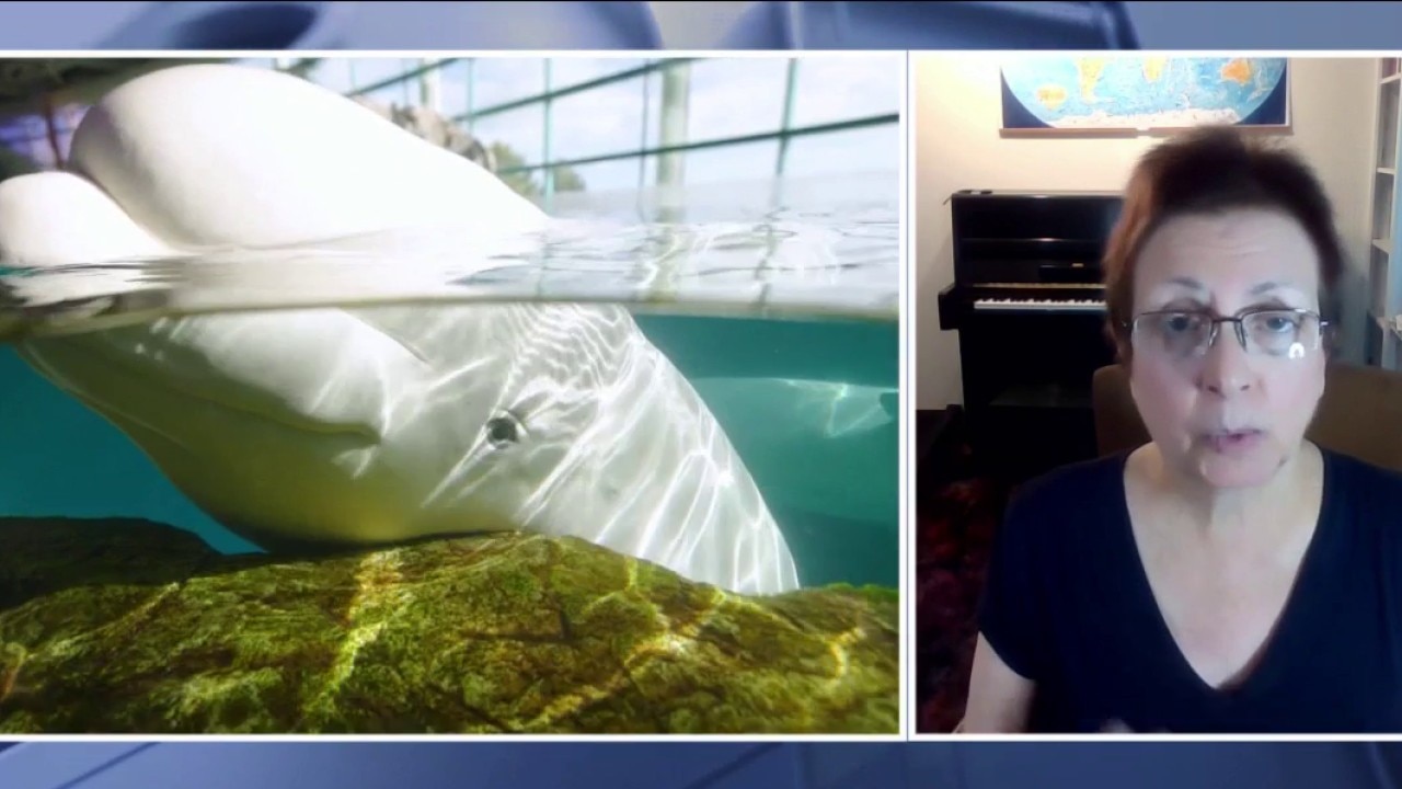 Rescued beluga whales from Canada arrive at Shedd Aquarium