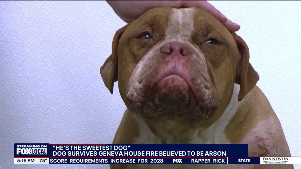 Burned dog rescued from Geneva house fire continues recovery