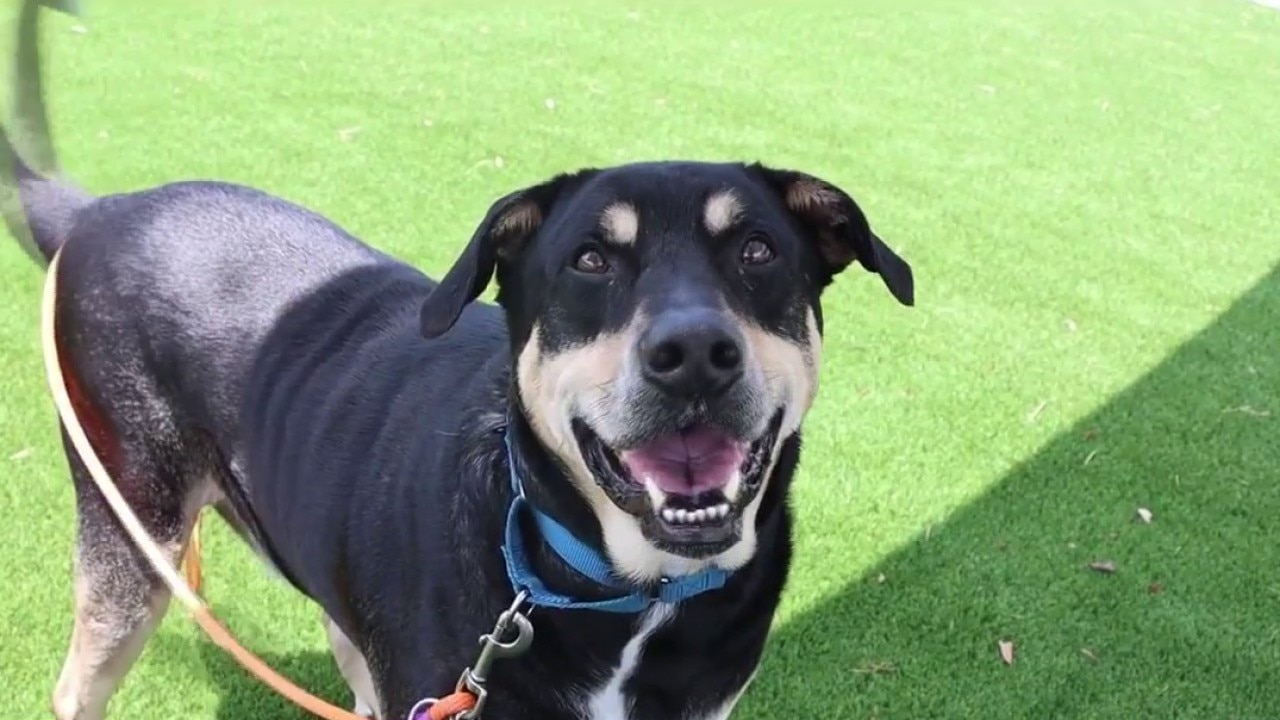 SPCA Pet of the Day | Meet Jagger