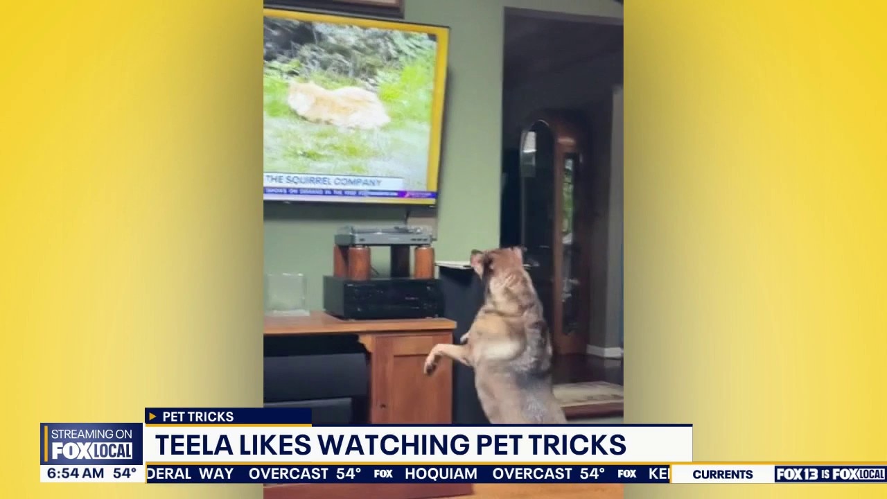 Good Day Pet Tricks for Monday, June 29