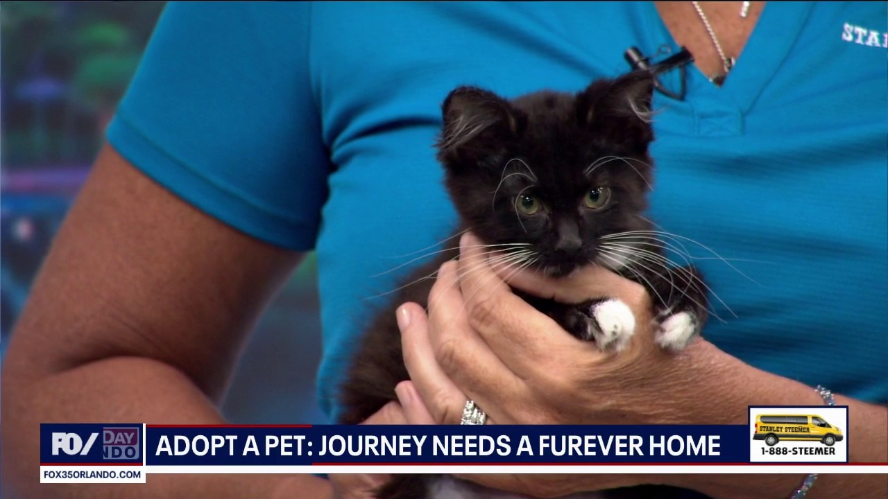 Adopt-A-Pet: Meet Journey