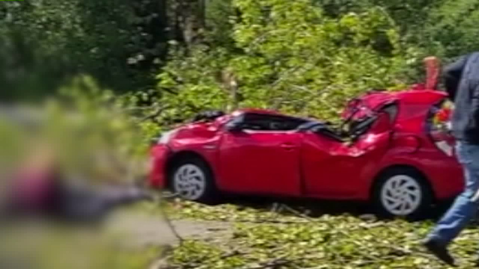 Tree falls on car on I-5, seriously injuring driver | FOX 13 Seattle
