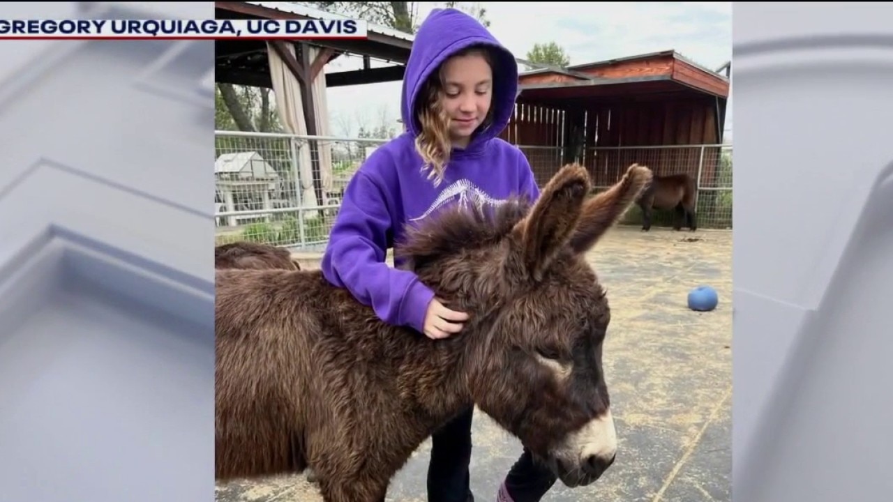 3 minutes with a donkey can boost mood: UC Davis