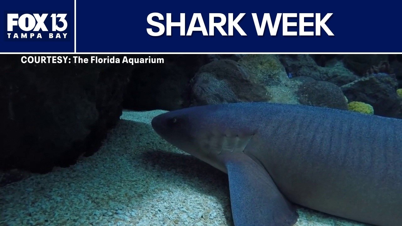 Previewing Shark Week at Florida Aquarium