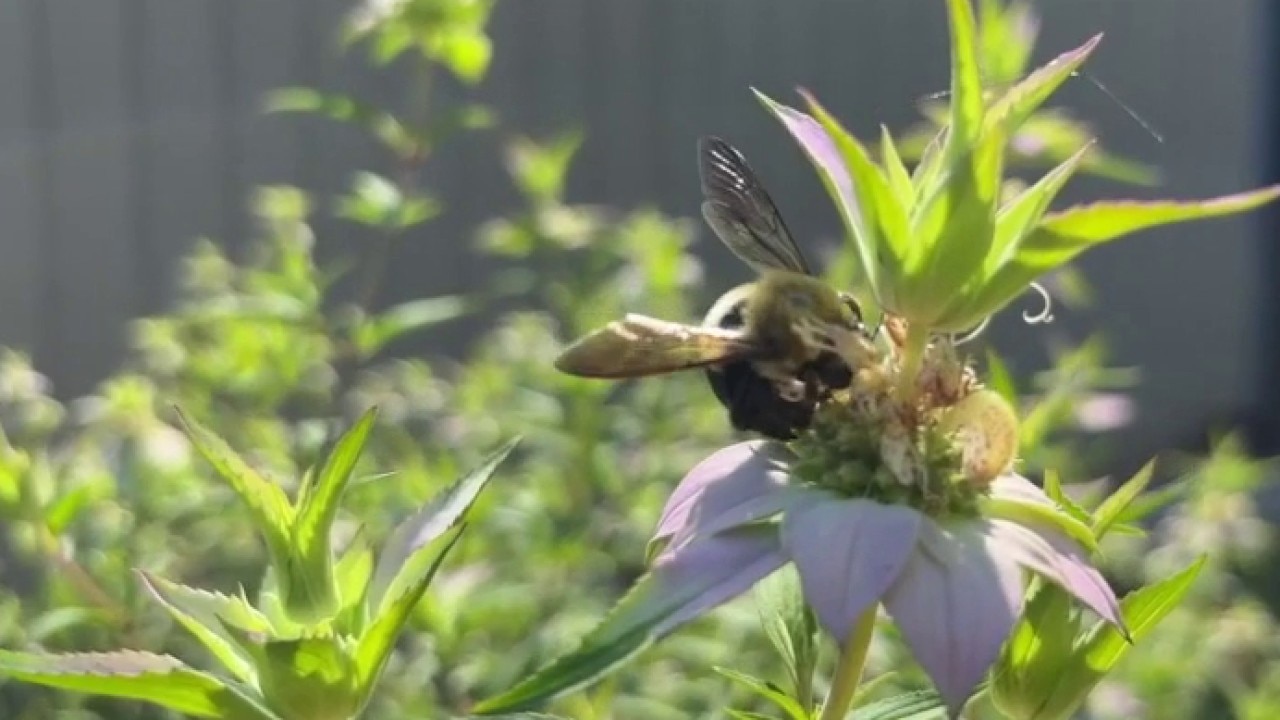 Smyrna named a 'Bee City' to protect local pollinators