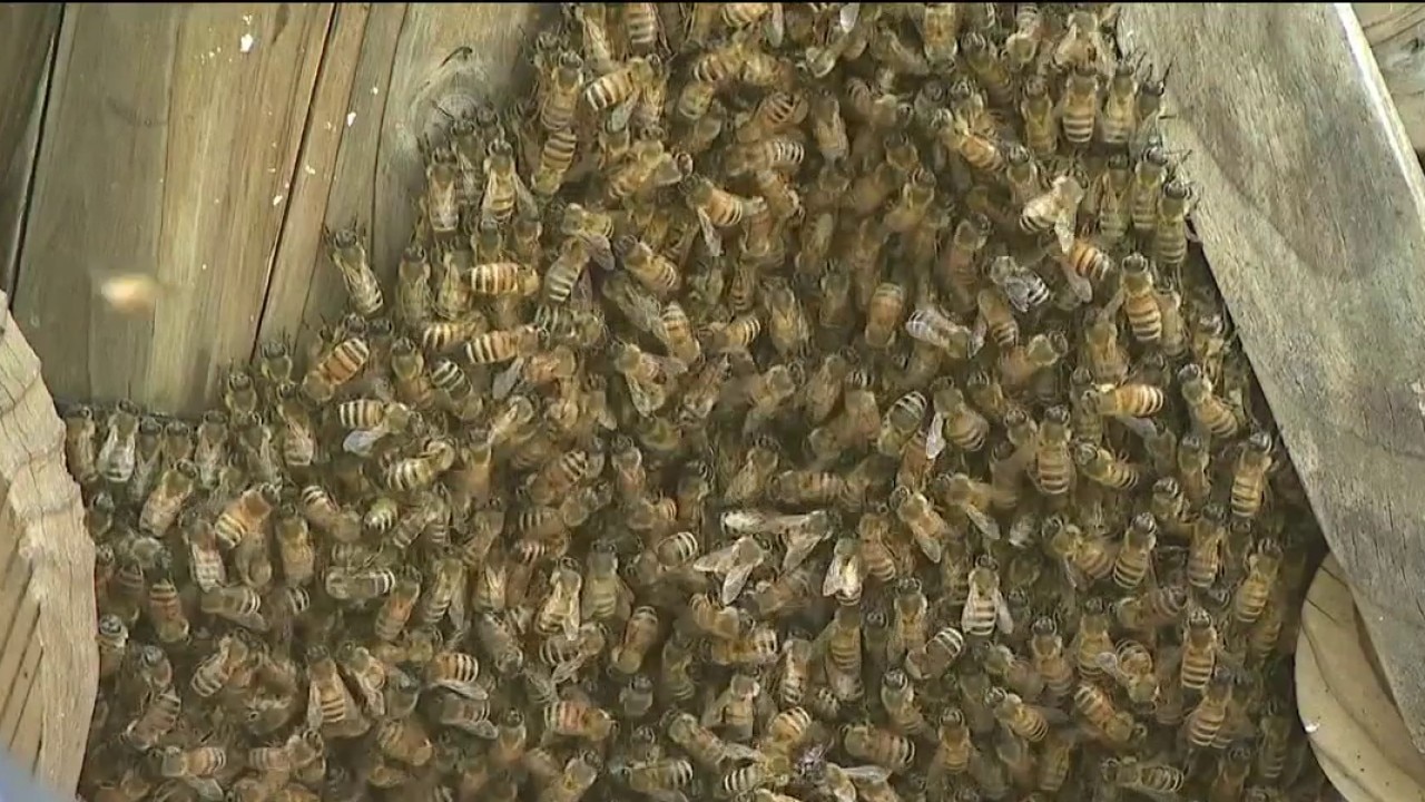 Thousands of bees swarm Chicago yard, creating awe among neighbors