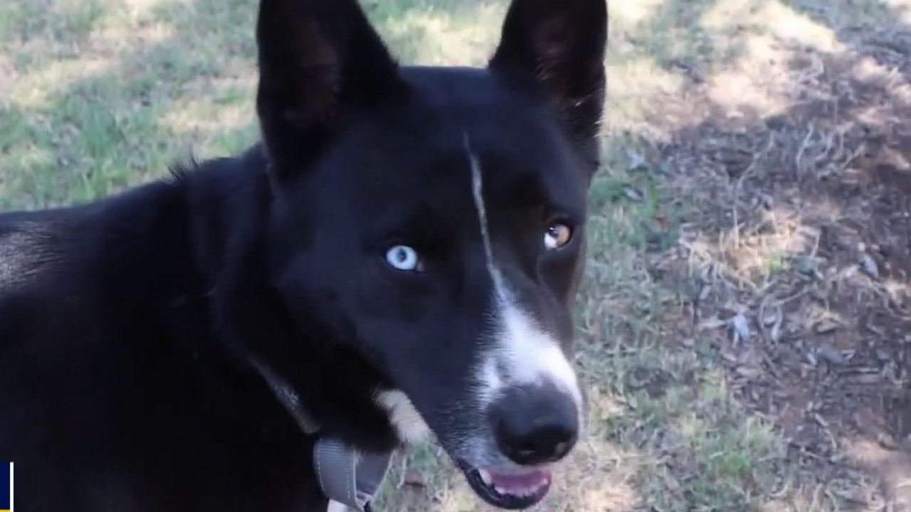 Meet Pepper: Energetic 3-year-old tuxedo dog seeking forever home at SPCA of Texas