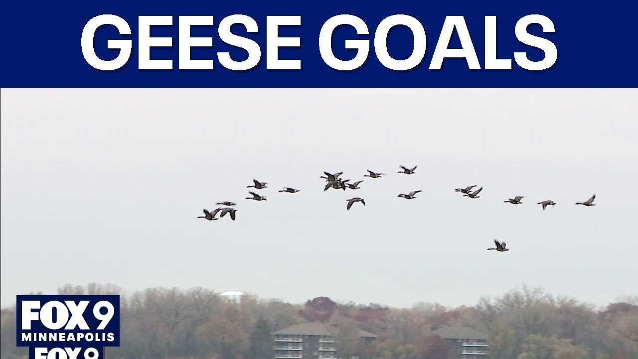 Officials grapple with Rochester geese population