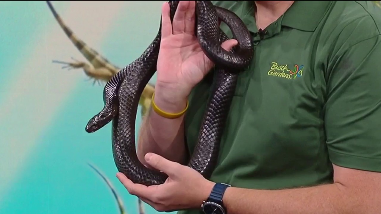 National Reptile Day with special guest Cheryl