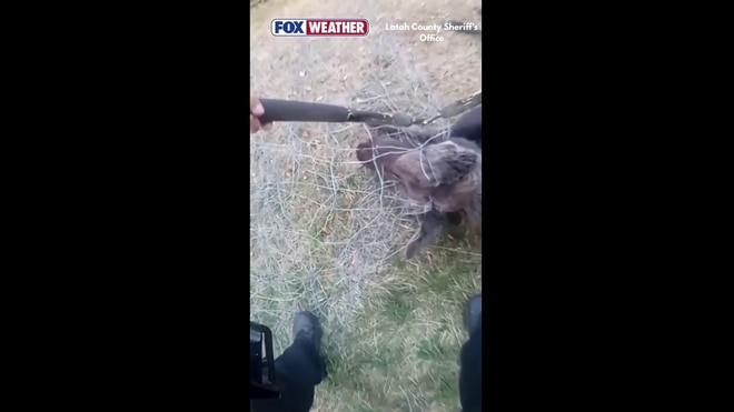 See it: Idaho deputy frees young animal tangled in wire