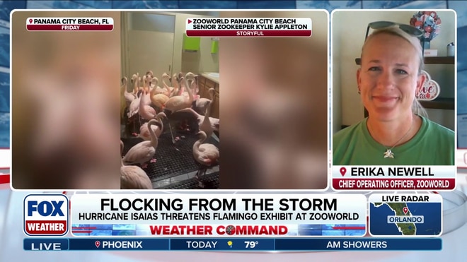 Flamingos seek shelter from Hurricane Isaias